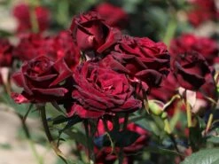 Edelrose 'Black Baccara' -Angebote Blumen Takt Store edelrose black baccara m069625 w 4