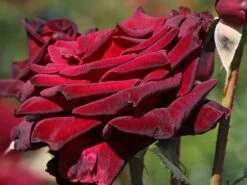 Edelrose 'Black Baccara' -Angebote Blumen Takt Store edelrose black baccara m069625 w 5