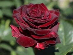 Edelrose 'Black Baccara' -Angebote Blumen Takt Store edelrose black baccara m069625 w 9