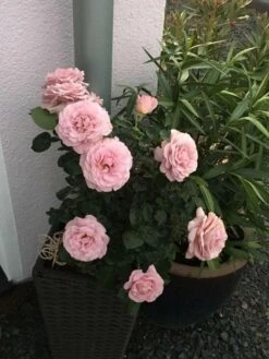 Edelrose 'Blue Girl' ® -Angebote Blumen Takt Store edelrose blue girl m066825 655619 0