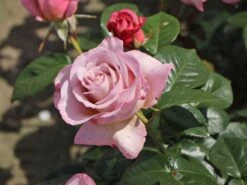 Edelrose 'Blue Girl' ® -Angebote Blumen Takt Store edelrose blue girl m066825 w 1