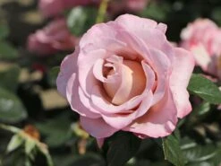 Edelrose 'Blue Girl' ® -Angebote Blumen Takt Store edelrose blue girl m066825 w 2