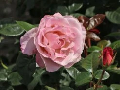 Edelrose 'Blue Girl' ® -Angebote Blumen Takt Store edelrose blue girl m066825 w 3