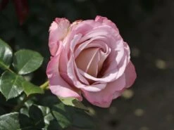 Edelrose 'Blue Girl' ® -Angebote Blumen Takt Store edelrose blue girl m066825 w 6