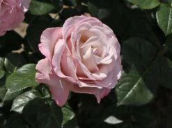 Edelrose 'Blue Girl' ® -Angebote Blumen Takt Store edelrose blue girl m066825 w 7