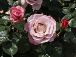 Edelrose 'Blue Girl' ® -Angebote Blumen Takt Store edelrose blue girl m066825 w 8