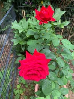 Edelrose 'Burgund ® 81' -Angebote Blumen Takt Store edelrose burgund 81 m005864 193676 0