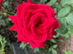 Edelrose 'Burgund ® 81' -Angebote Blumen Takt Store edelrose burgund 81 m005864 725093 0