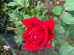 Edelrose 'Burgund ® 81' -Angebote Blumen Takt Store edelrose burgund 81 m005864 725093 1