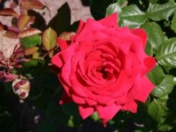 Edelrose 'Burgund ® 81' -Angebote Blumen Takt Store edelrose burgund 81 m005864 w 1