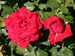 Edelrose 'Burgund ® 81' -Angebote Blumen Takt Store edelrose burgund 81 m005864 w 3