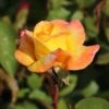 Edelrose 'Canary' ® -Angebote Blumen Takt Store edelrose canary m005868 h 0