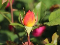 Edelrose 'Canary' ® -Angebote Blumen Takt Store edelrose canary m005868 w 0