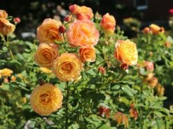 Edelrose 'Canary' ® -Angebote Blumen Takt Store edelrose canary m005868 w 2