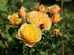 Edelrose 'Canary' ® -Angebote Blumen Takt Store edelrose canary m005868 w 3