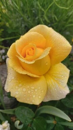 Edelrose 'Candlelight' ® -Angebote Blumen Takt Store edelrose candlelight m005598 1070290 0