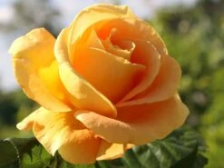 Edelrose 'Candlelight' ® -Angebote Blumen Takt Store edelrose candlelight m005598 w 0