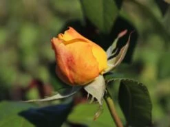 Edelrose 'Candlelight' ® -Angebote Blumen Takt Store edelrose candlelight m005598 w 2