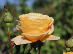 Edelrose 'Candlelight' ® -Angebote Blumen Takt Store edelrose candlelight m005598 w 5