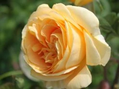 Edelrose 'Candlelight' ® -Angebote Blumen Takt Store edelrose candlelight m005598 w 8