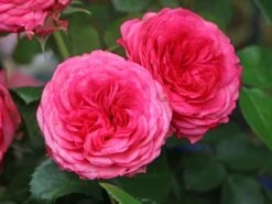 Edelrose 'Candy Rokoko' ®