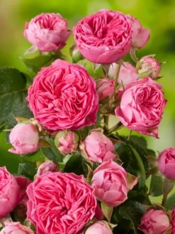 Edelrose 'Candy Rokoko' ® -Angebote Blumen Takt Store edelrose candy rokoko m101951 w 0