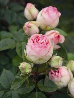 Nostalgie®-Edelrose 'Charming Piano' ® -Angebote Blumen Takt Store edelrose charming piano m080635 w 0