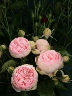 Nostalgie®-Edelrose 'Charming Piano' ® -Angebote Blumen Takt Store edelrose charming piano m080635 w 1