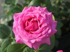 Edelrose 'Chartreuse De Parme' ® -Angebote Blumen Takt Store edelrose chartreuse de parme m080636 w 0