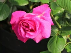 Edelrose 'Chartreuse De Parme' ® -Angebote Blumen Takt Store edelrose chartreuse de parme m080636 w 1