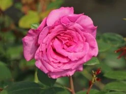 Edelrose 'Chartreuse De Parme' ® -Angebote Blumen Takt Store edelrose chartreuse de parme m080636 w 2