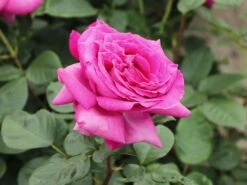 Edelrose 'Chartreuse De Parme' ® -Angebote Blumen Takt Store edelrose chartreuse de parme m080636 w 3