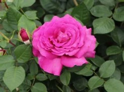 Edelrose 'Chartreuse De Parme' ® -Angebote Blumen Takt Store edelrose chartreuse de parme m080636 w 4