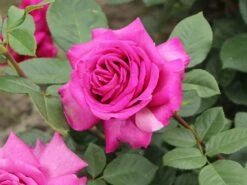 Edelrose 'Chartreuse De Parme' ® -Angebote Blumen Takt Store edelrose chartreuse de parme m080636 w 5