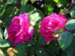 Edelrose 'Chartreuse De Parme' ® -Angebote Blumen Takt Store edelrose chartreuse de parme m080636 w 7