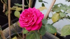 Edelrose 'Cherry Lady' ® -Angebote Blumen Takt Store edelrose cherry lady m056557 924596 0