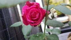 Edelrose 'Cherry Lady' ® -Angebote Blumen Takt Store edelrose cherry lady m056557 924596 1