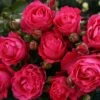 Edelrose 'Cherry Lady' ®