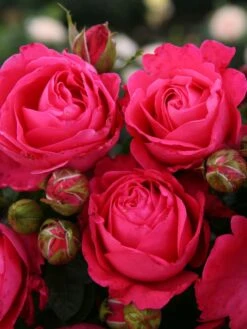 Edelrose 'Cherry Lady' ® -Angebote Blumen Takt Store edelrose cherry lady m056557 w 0 1