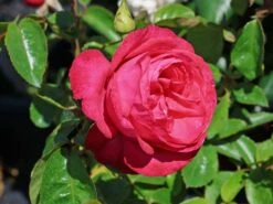 Edelrose 'Cherry Lady' ® -Angebote Blumen Takt Store edelrose cherry lady m056557 w 0