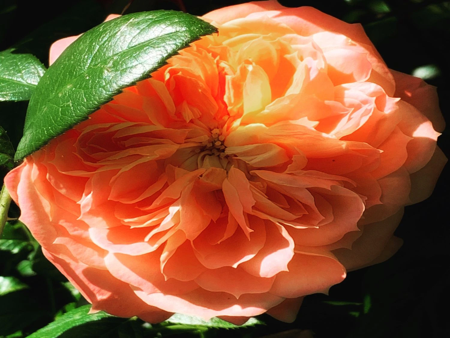 Edelrose 'Chippendale' ® 21 Edelrose 'Chippendale' ® – Bild 19