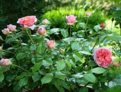 Edelrose 'Chippendale' ® 38 Edelrose 'Chippendale' ® -Angebote Blumen Takt Store edelrose chippendale m005510 1341765 0