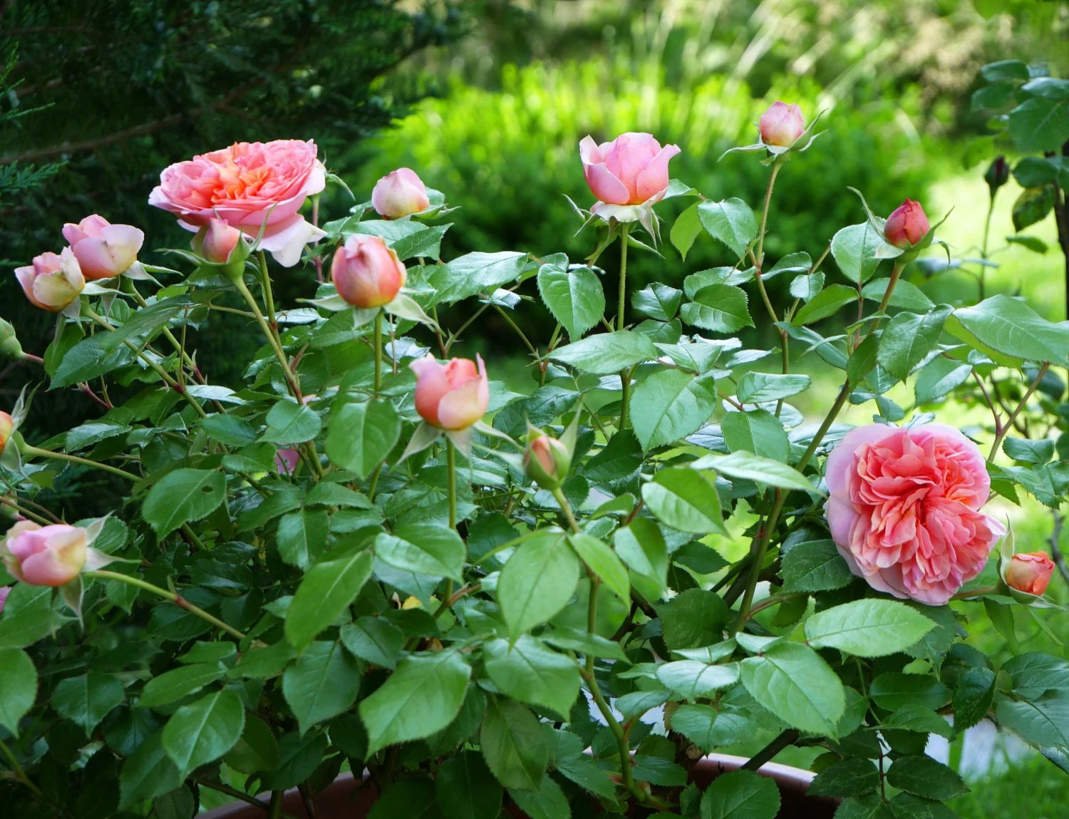 Edelrose 'Chippendale' ® 19 Edelrose 'Chippendale' ® – Bild 17