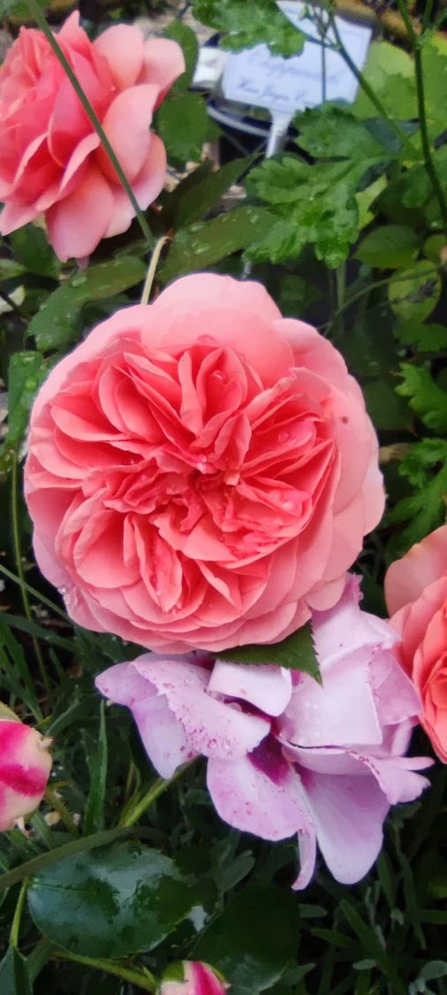 Edelrose 'Chippendale' ® 18 Edelrose 'Chippendale' ® – Bild 16