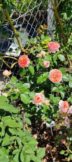 Edelrose 'Chippendale' ® 36 Edelrose 'Chippendale' ® -Angebote Blumen Takt Store edelrose chippendale m005510 1385065 1