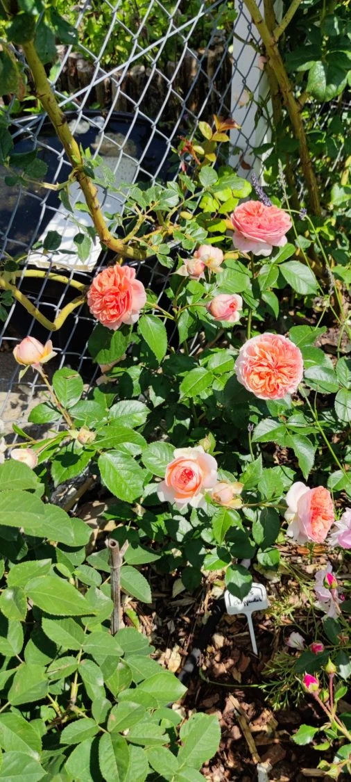 Edelrose 'Chippendale' ® 17 Edelrose 'Chippendale' ® – Bild 15