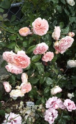 Edelrose 'Chippendale' ® 35 Edelrose 'Chippendale' ® -Angebote Blumen Takt Store edelrose chippendale m005510 1385065 2