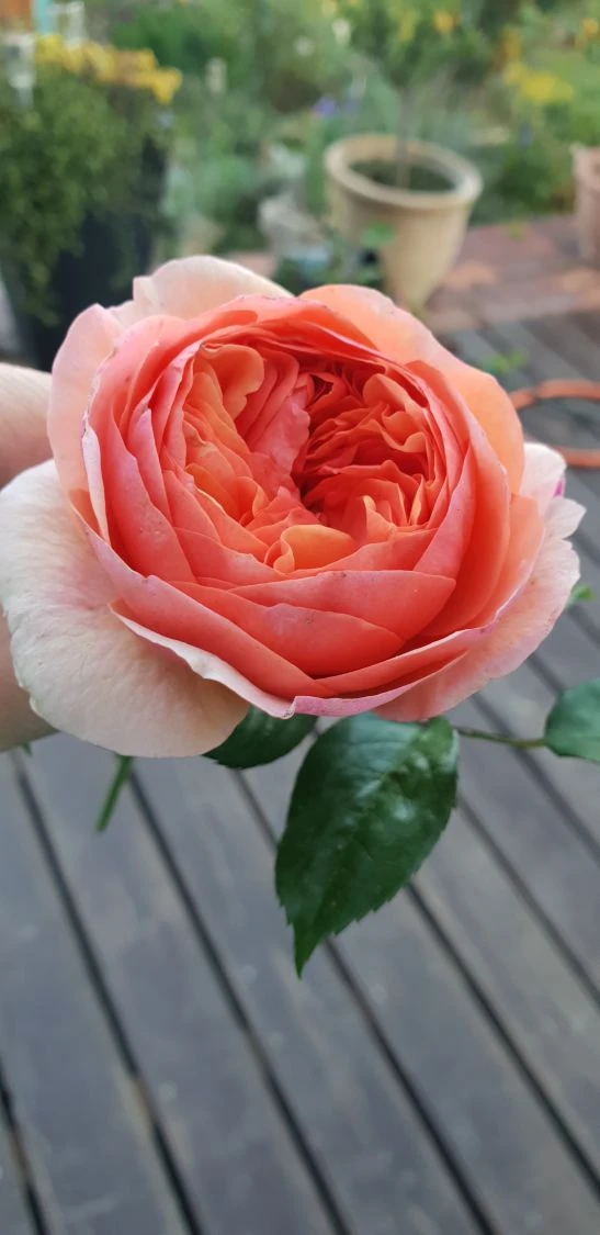 Edelrose 'Chippendale' ® 22 Edelrose 'Chippendale' ® – Bild 20