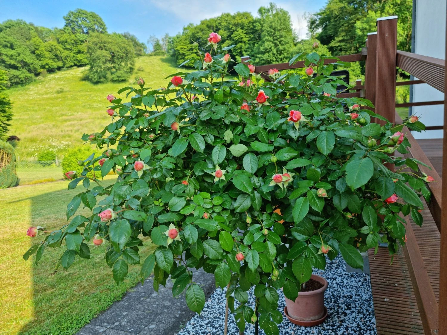 Edelrose 'Chippendale' ® 20 Edelrose 'Chippendale' ® – Bild 18