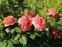 Angebote Blumen Takt Store -Angebote Blumen Takt Store edelrose chippendale m005510 w 10